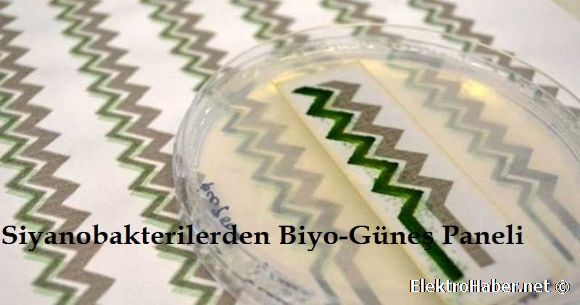 Siyanobakterilerden Biyo-Gne Paneli